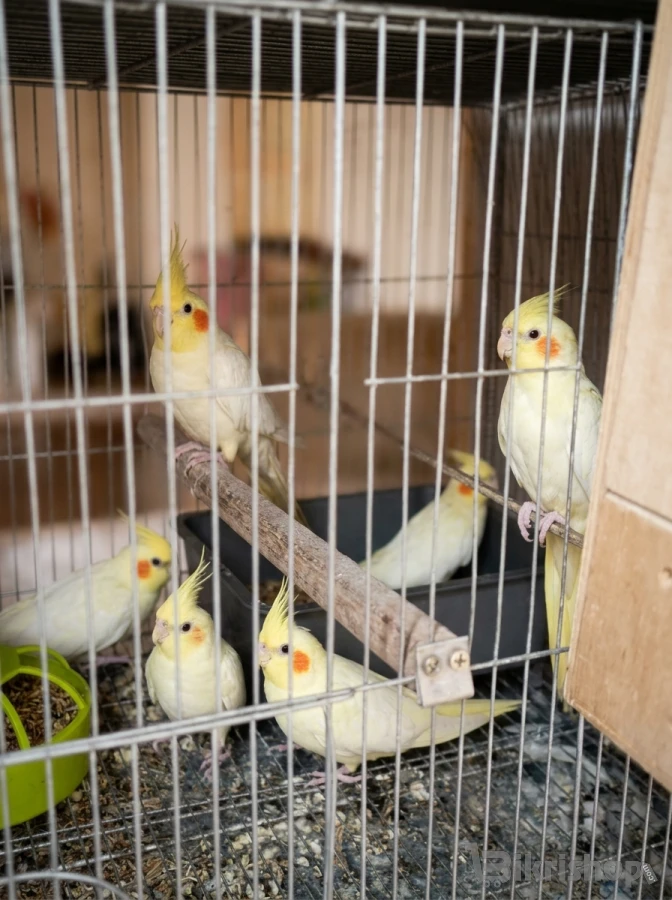 Bird
