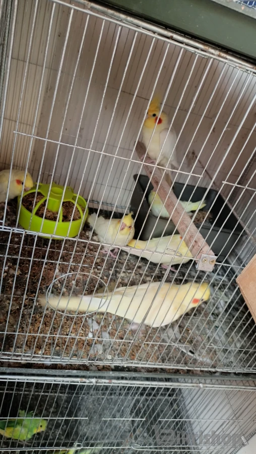 Bird photo 2
