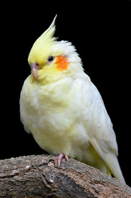 cokatiel bird photo 1