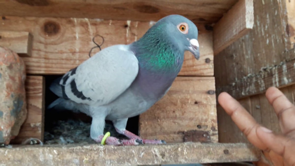 Huma Pigeon running | Kobutor photo 1