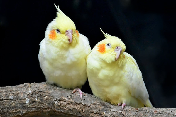 cokatiel bird photo 3