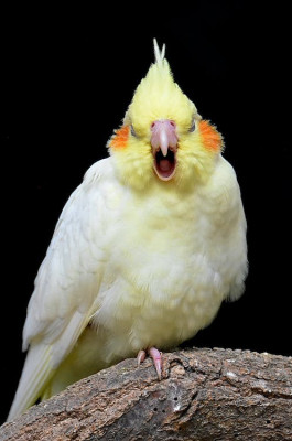 cokatiel bird photo 2