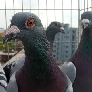 Huma Pigeon running | Kobutor photo 2