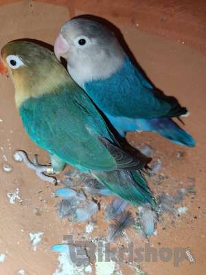 Lovebird (Agapornis)। photo 2