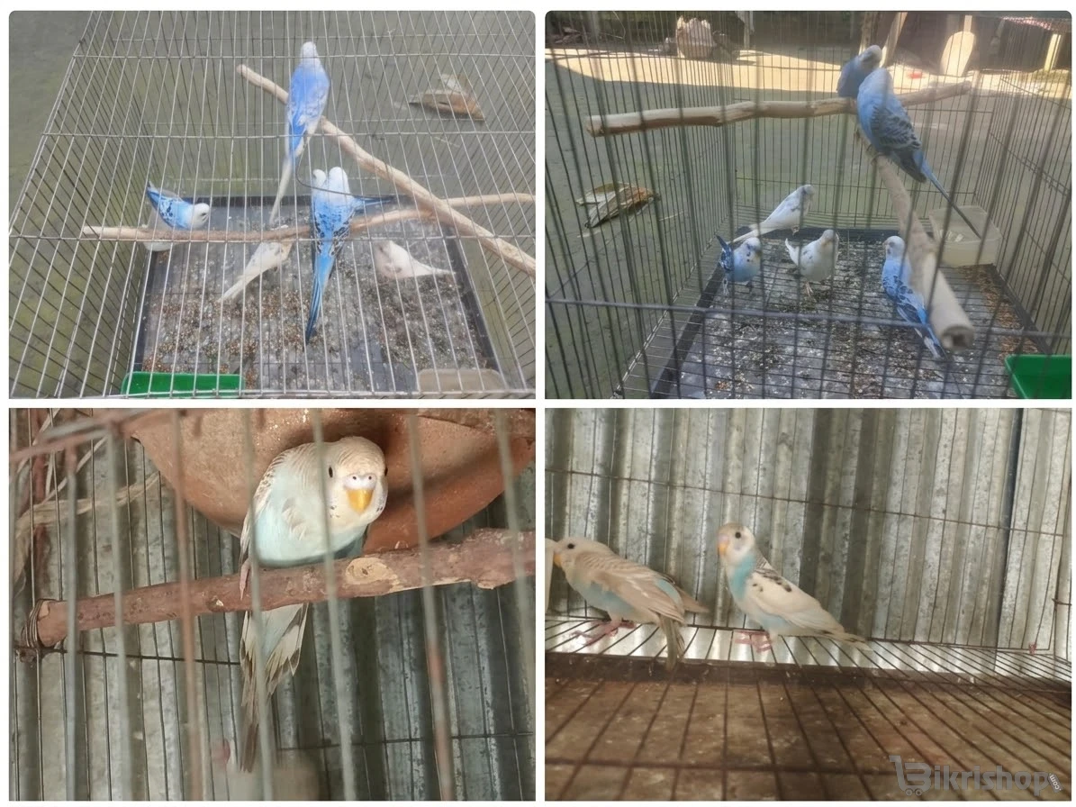 শখের পাখি বিক্রি করা হবে photo 2