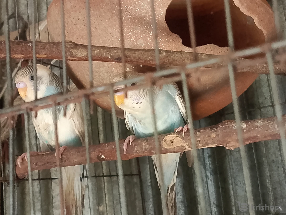 শখের পাখি বিক্রি করা হবে photo 5